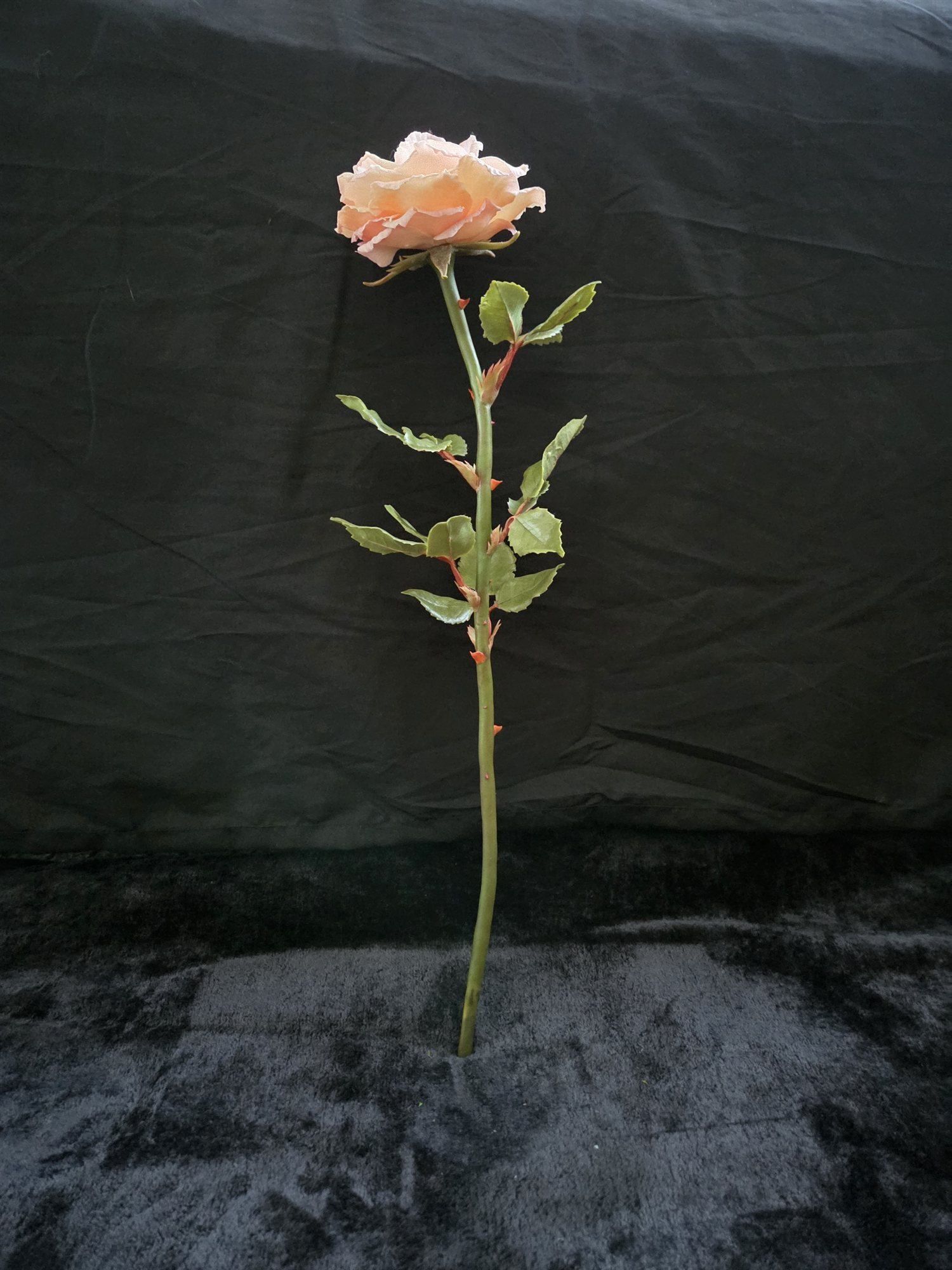 rose-single-stem-blush-01-main.jpg